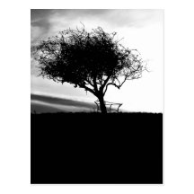 Espino de Glastonbury. Árbol. Blanco y negro. Postales
