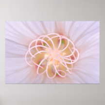 Espiral Posters