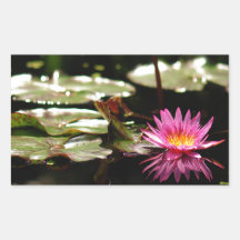 Esplendor de Waterlilies Rectangular Pegatinas