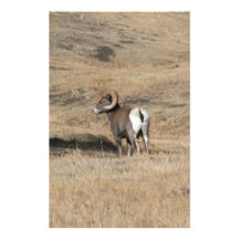 Espolón del Big Horn Papeleria