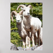 Espolones de las ovejas de Bighorn Poster