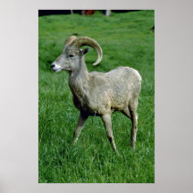 Espolones jovenes de las ovejas de Bighorn Posters