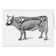 Esqueleto de la vaca [tarjeta]