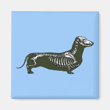 esqueleto del dachshund imán para frigorifico
