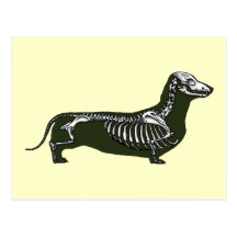 esqueleto del dachshund postales