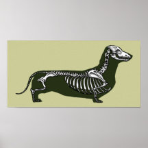 esqueleto del dachshund posters