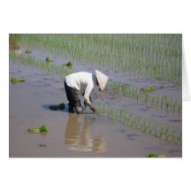 Establecimiento del arroz en los campos de Vietnam Felicitacion