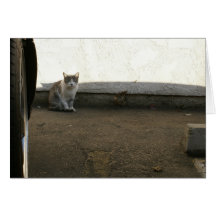 Estacionamiento polvoriento de los días del gato c felicitación