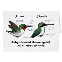 estadísticas Rubí-throated del colibrí Felicitación