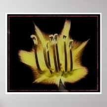estambres de la flor posters
