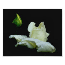 Estampado de flores blanco macro de las gotas de a impresión fotográfica