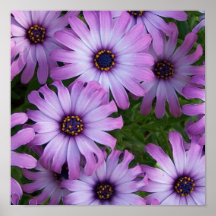 Estampado de flores del aster poster