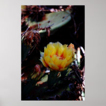 Estampado de flores del cactus de Cholla Posters
