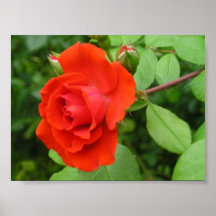 Estampado de flores hermoso del rosa rojo poster