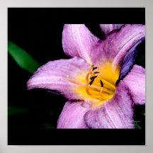 Estampado de flores poster