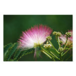 Estampado de flores rosado bonito del Mimosa Fotos