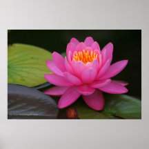Estampado de flores rosado de Lotus Poster