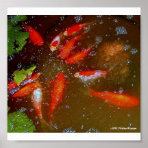ESTANQUE DE PECES IMPRESIONES