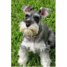 Estatuilla tridimensional del Schnauzer miniatura Escultura Fotográfica