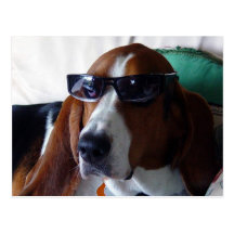 Este perro de caza es un kool kat tarjetas postales