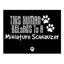 Este ser humano pertenece a un Schnauzer miniatura Tarjeta Postal