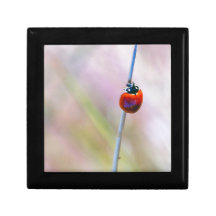 Estilo de la mariquita cajas de joyas