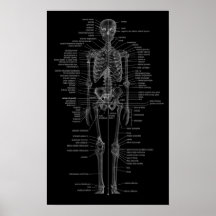 estilo esquelético de la poster-pizarra