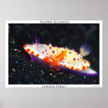 Estrecho de Nudibranch-Lembeh Impresiones