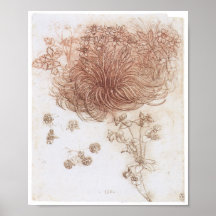 Estrella de Belén y de otras plantas, da Vinci Impresiones