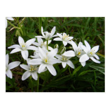 Estrella de la postal del ~ de Belén