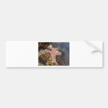 estrella de mar etiqueta de parachoque