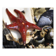 ¡estrella Estrella de mar-Roja 8X10! Impresiones Fotográficas