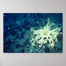 Estrellas de mar de la cesta poster