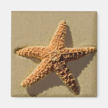Estrellas de mar imán