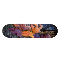 Estrellas de mar Pisaster Ochraceus y estrella de  Patines