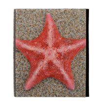 Estrellas de mar rojas