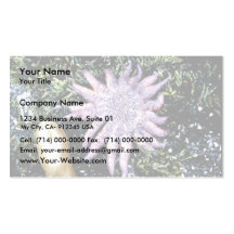 Estrellas de mar tarjeta personal