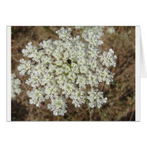 Estrellas del blanco tarjetas