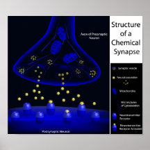 Estructura de una impresión de la sinapsis posters