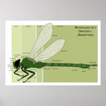 Estructura y libélula externas de la hembra de la  poster