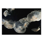 Estudio de los pescados de jalea impresión fotográfica