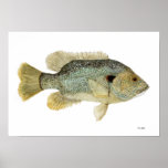Estudio verde de la acuarela del Sunfish Poster