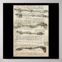 Estudios del brazo de Leonardo da Vinci C. 1510 Posters