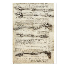 Estudios del brazo de Leonardo da Vinci C. 1510 Postal
