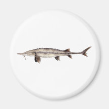 Esturión pálido - albus de Scaphirhynchus Imanes Para Frigoríficos