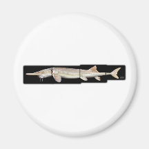 Esturión pálido - albus de Scaphirhynchus Iman