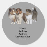 Etiqueta de dirección de Sheltie