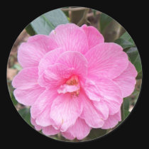 Etiqueta engomada de Japonica de la camelia pegatinas