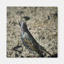 Europeo Starling Imán Para Frigorifico