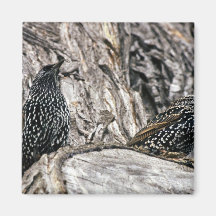 Europeo Starling Imanes